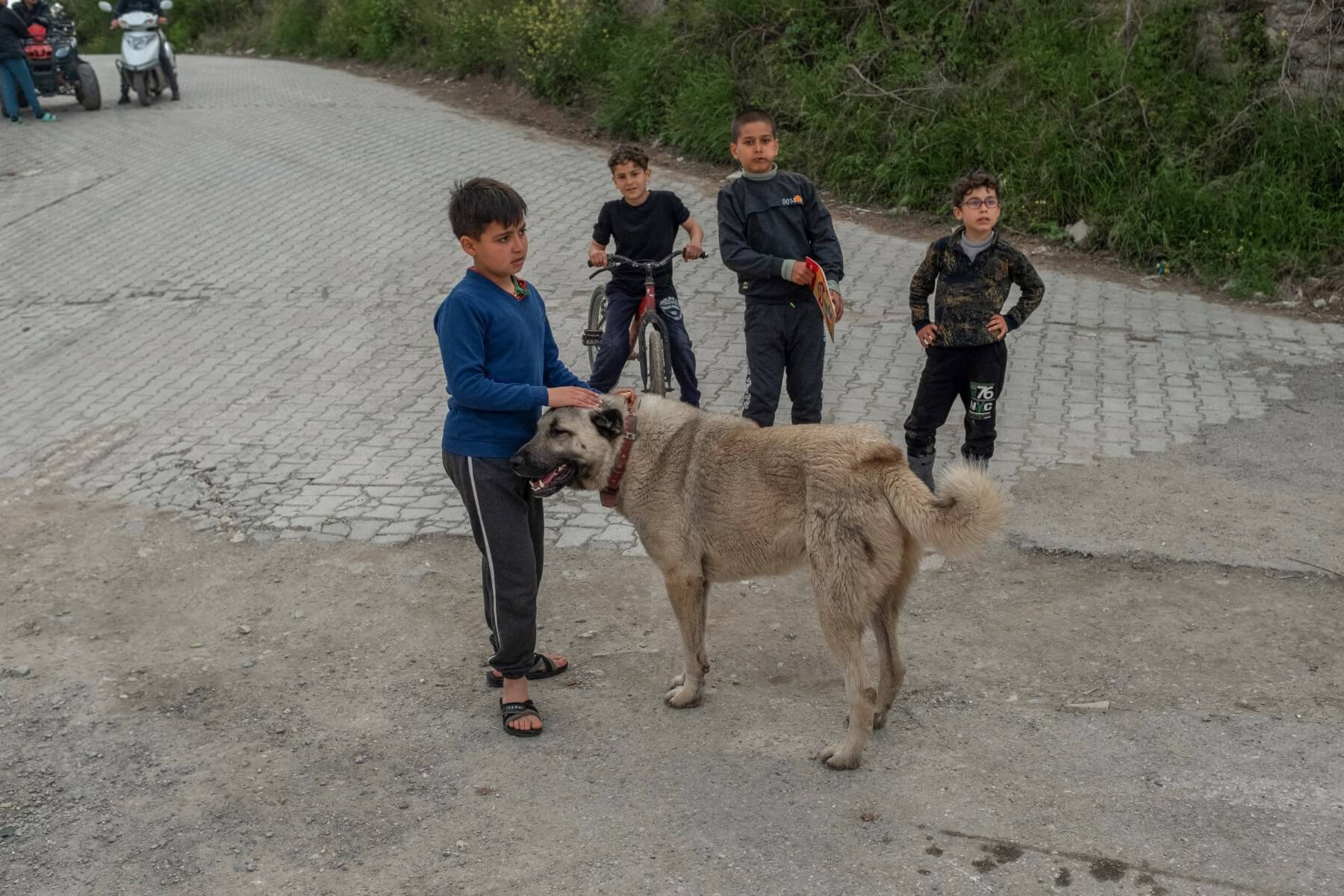 Authorities in 3 Turkish provinces face investigations over stray dog attacks