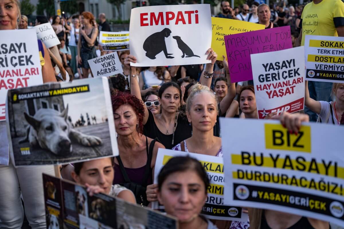 Turkey's World Animal Day celebration overshadowed by dog ​​killing allegations