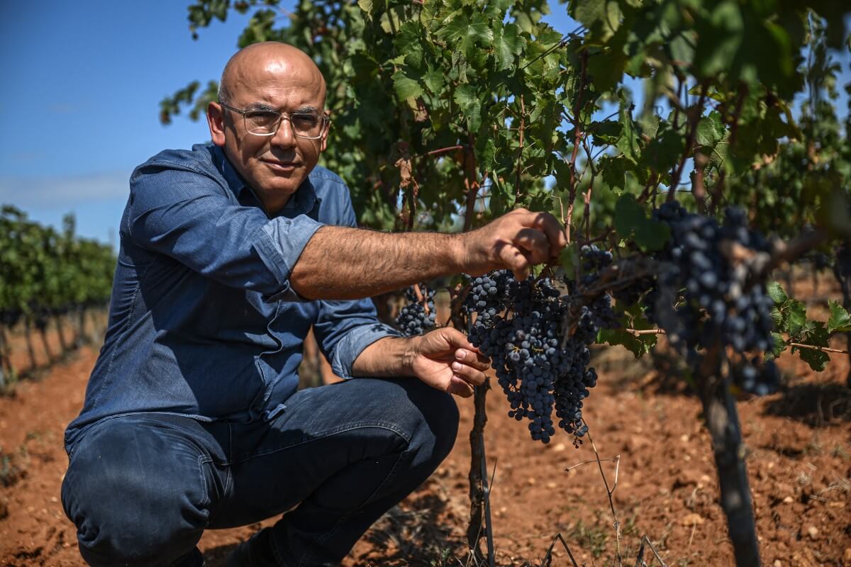 Locals toil as experts toast Turkish wine renaissance – Turkish Minute