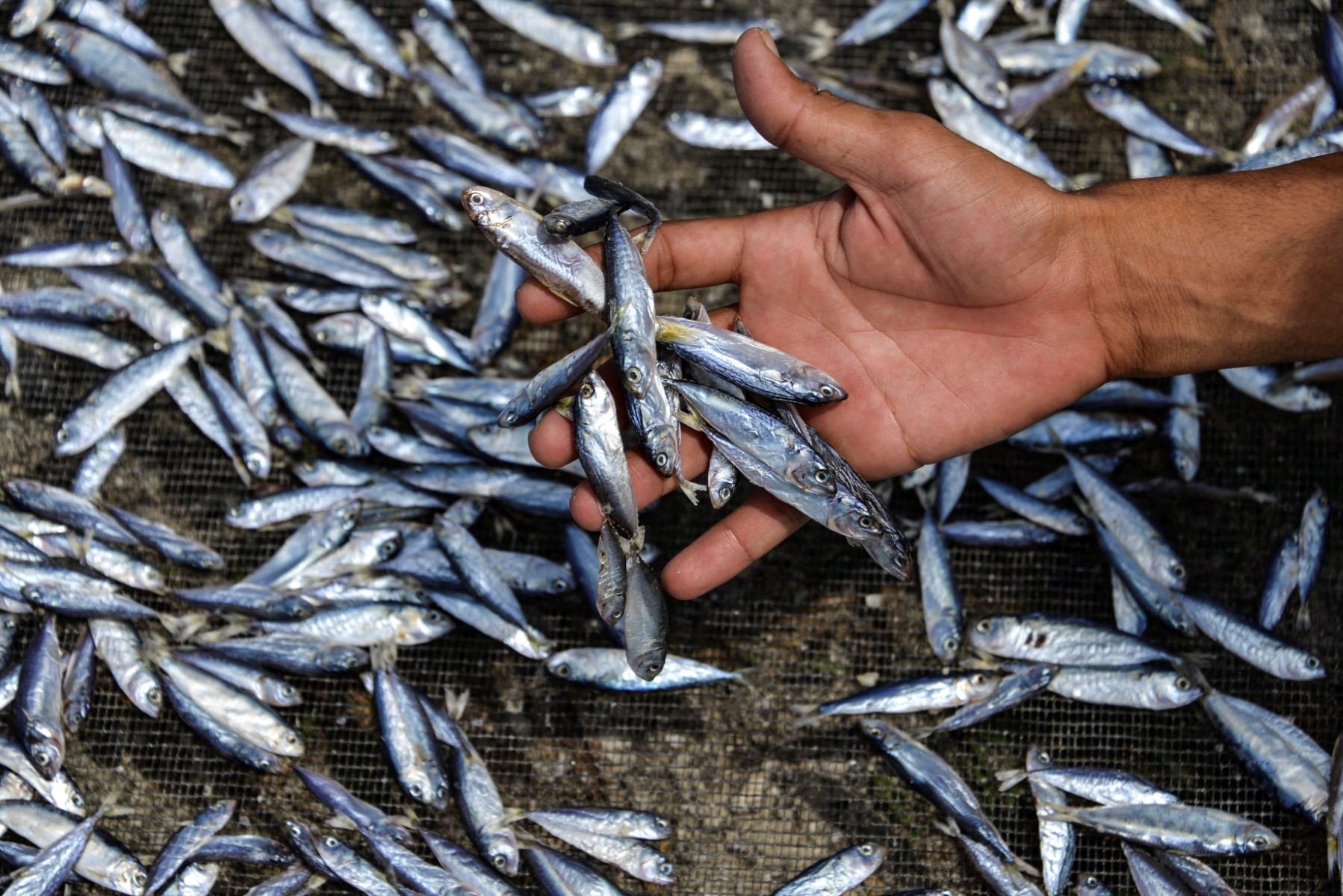 Turkey starts importing Russian anchovies despite being major global exporter