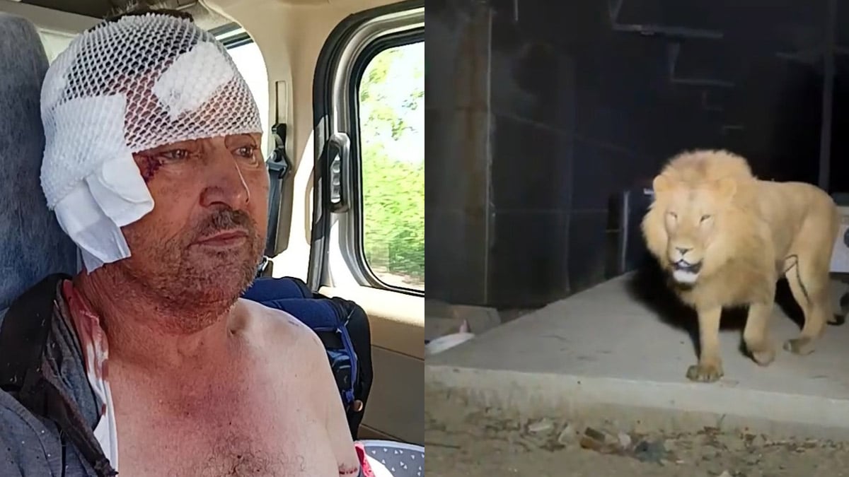 Escaped lion shot dead in Turkey after attacking farmer