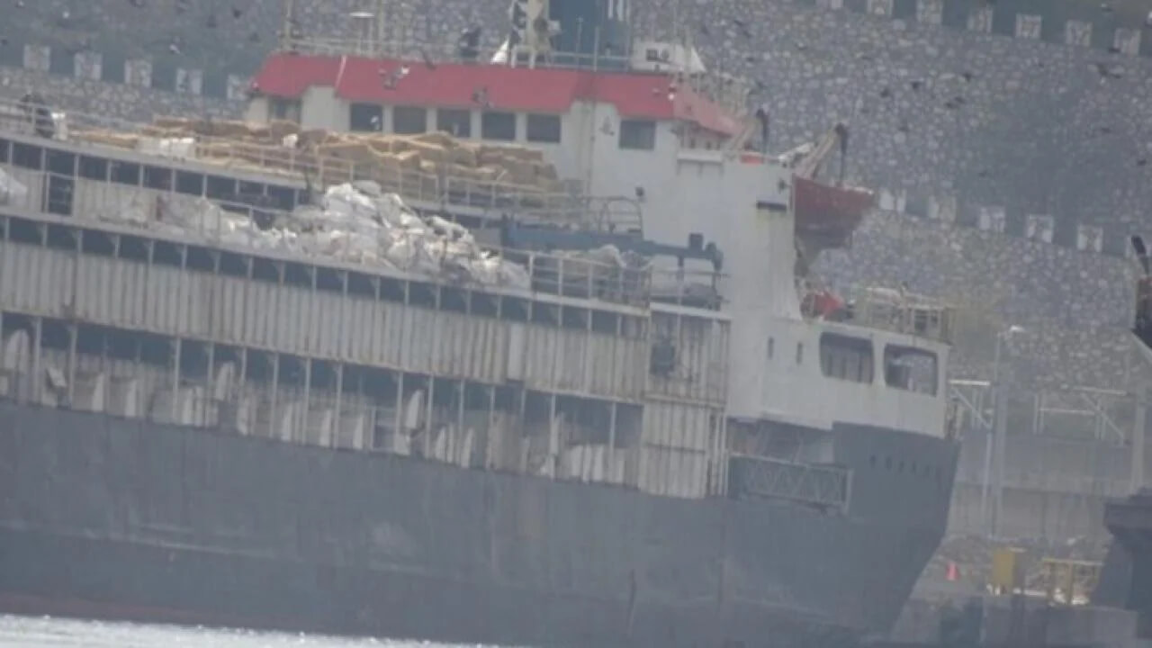 Nearly 3,000 cattle barred from Turkey reach Libya after a month at sea
