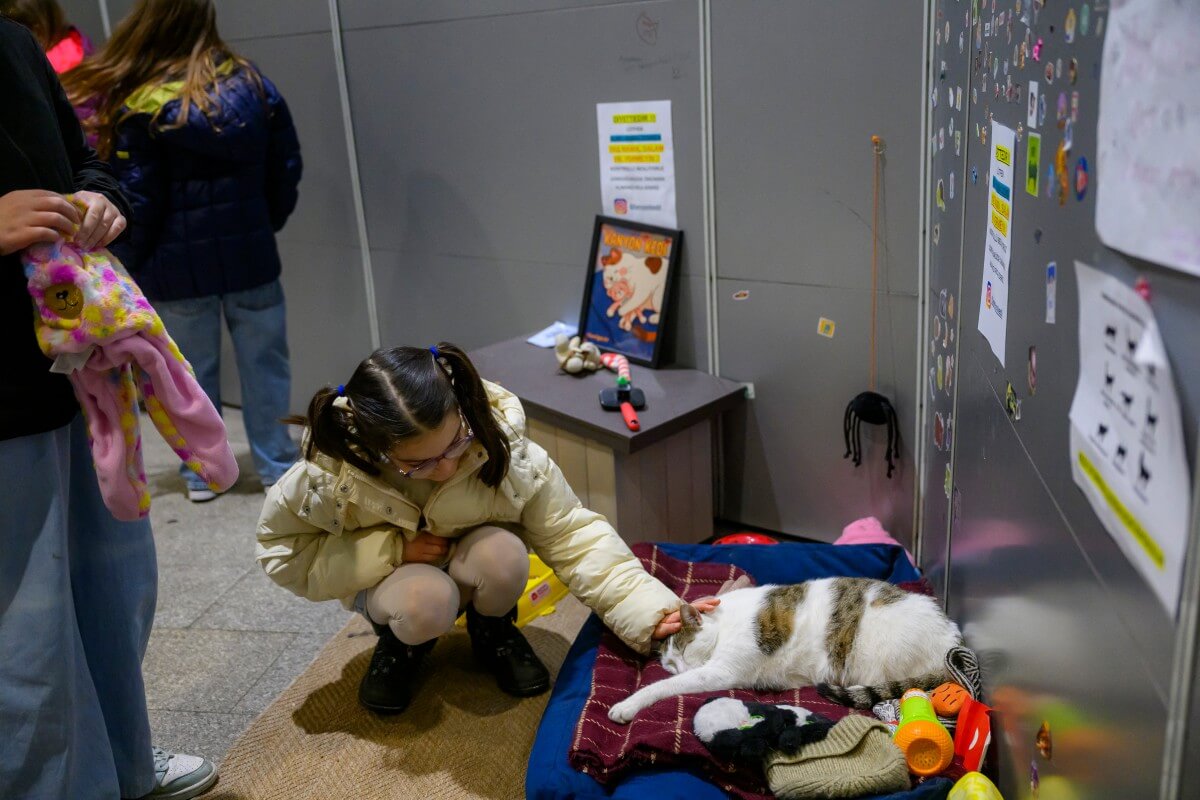Living like sultans: İstanbul’s pampered street cats