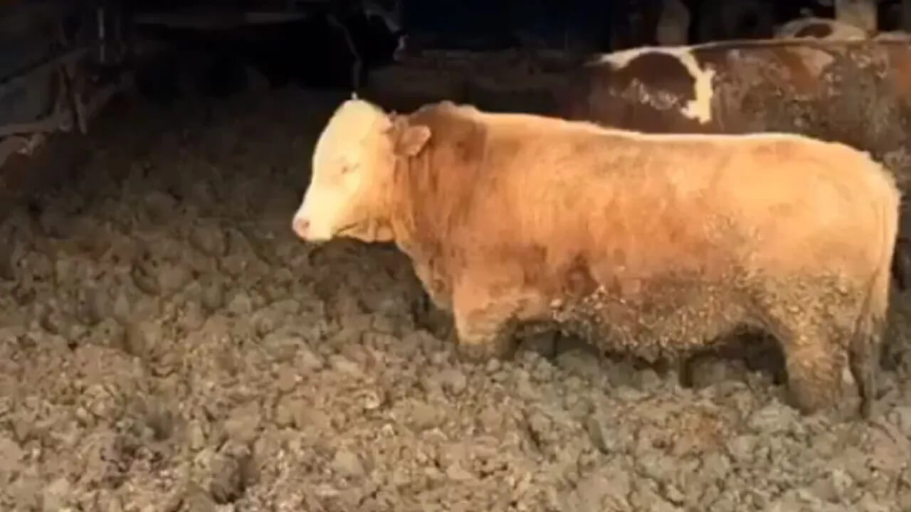Turkey fines livestock farm after footage reveals animal abuse