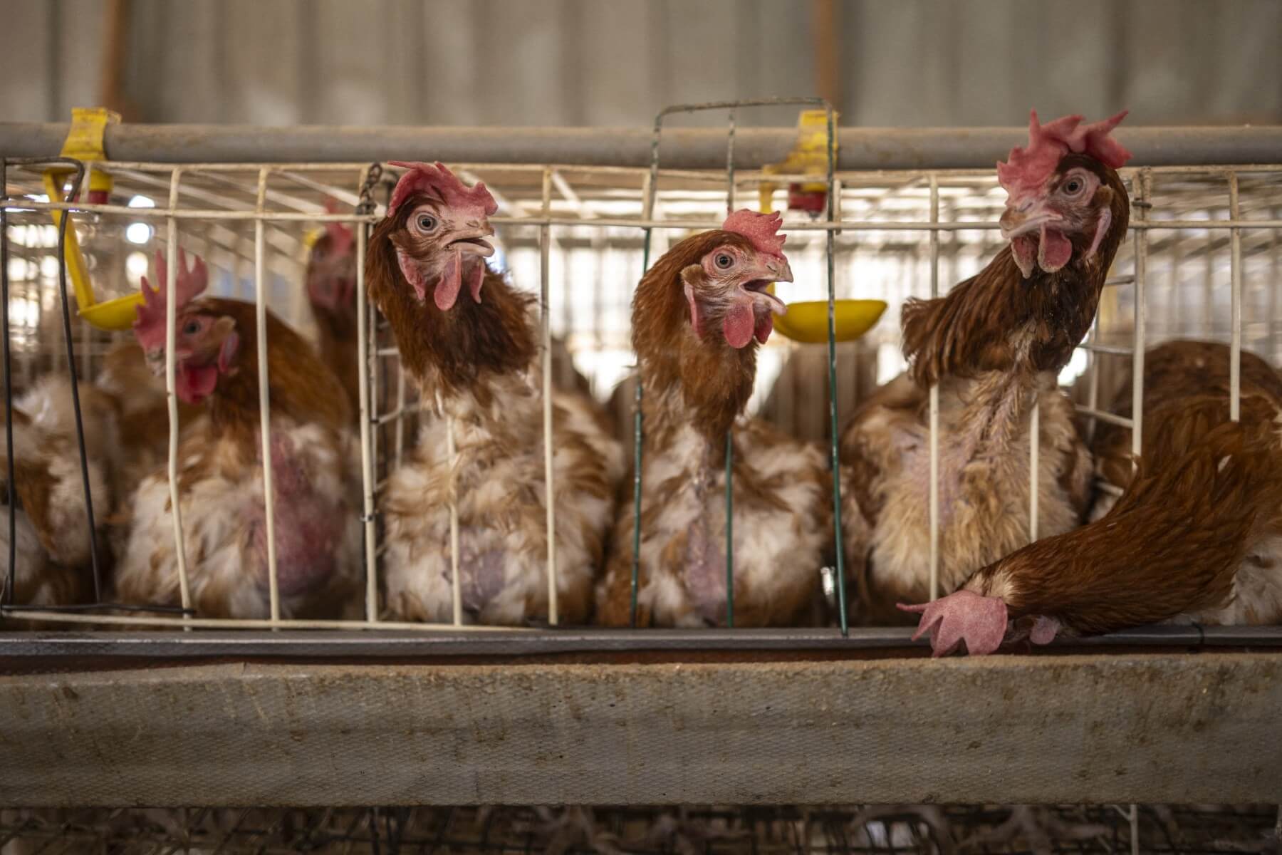 Turkish court lifts trustee supervision for 11 poultry producers in price manipulation probe